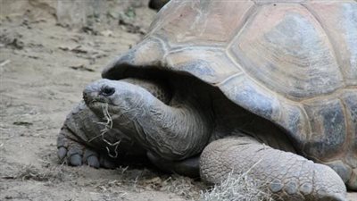 تفسير رؤية السلحفاة في المنام