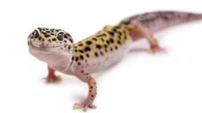 ما هو تفسير حلم الوزغ يلاحقني ؟