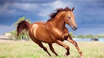 ما هو تفسير الخيل في المنام ؟