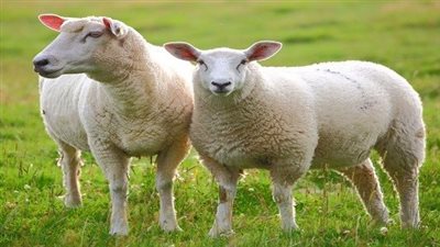 تفسير الذبيحة في المنام لأبن سيرين