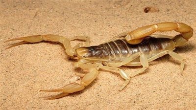 تفسير حلم العقرب لأبن سيرين
