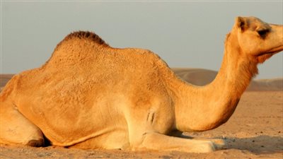 تفسير حلم رؤية الجمل لأبن سيرين