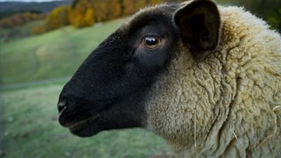 تفسير الكبش في المنام لأبن سيرين