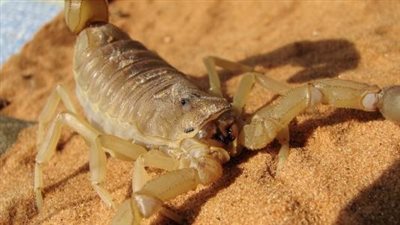 تفسير حلم لدغة العقرب للرجل