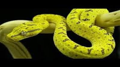 تفسير حلم الأفعى الصفراء