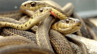 تفسير حلم الثعابين الصغيرة