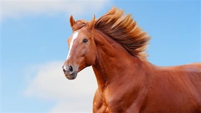ما هو تفسير رمز الحصان البني في المنام ؟