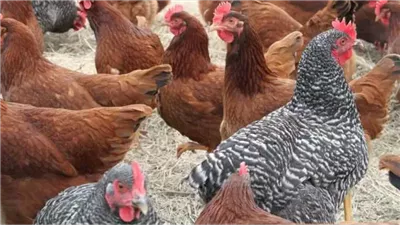 تفسير الدجاج في المنام لابن سيرين
