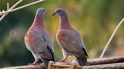 ما هو تفسير رؤية الحمامة في المنام ؟
