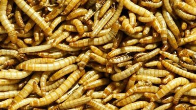 تفسير حلم الديدان