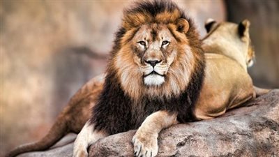 تفسير رؤية الأسد في المنام لابن سيرين