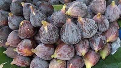 تفسير شراء التين في المنام لأبن سيرين