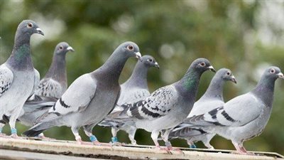 تفسير حلم رؤية الحمام لأبن سيرين