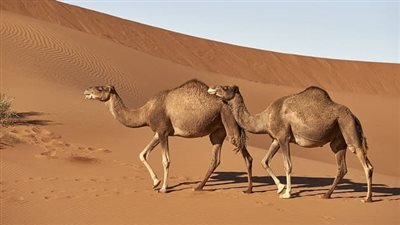 تفسير حلم ذبـح الجمل لأبن سيرين