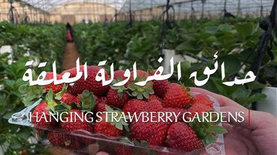 كل ما تريد معرفتة عن حدائق الفراولة المعلقة في الرياض