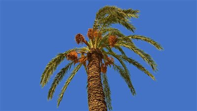 رمز النخلة في علم السعودية