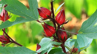 الكركديه: مشروب منعش خالٍ من الكافيين