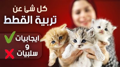 هل تربية القطط في المنزل تفيد الأطفال ؟