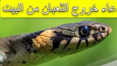 دعاء خروج الثعبان من البيت مكتوب