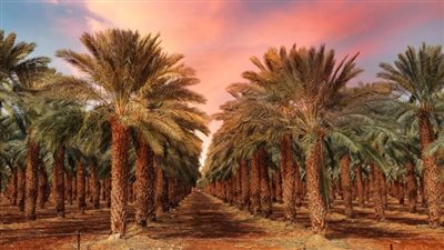 مراحل زراعة ونمو النخلة