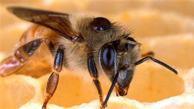 The Complete Guide to Beekeeping and Honey Production