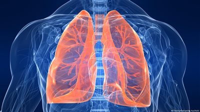 What are the functions of the lungs in humans