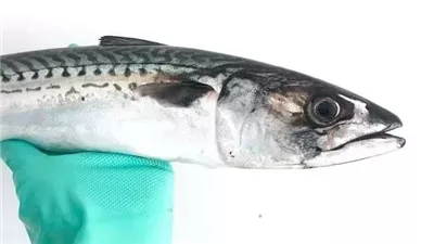 The Health Benefits of Mackerel: Discover Them