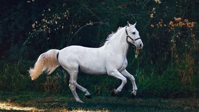 Why Is a Horse Called a 