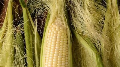 Corn Silk: Its Health and Beauty Benefits