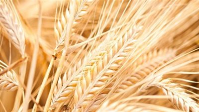 Barley Benefits for Nerves