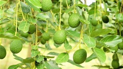 الأفوكادو: فوائد عديدة ولكن هناك 6 فئات يجب عليها تجنّبه