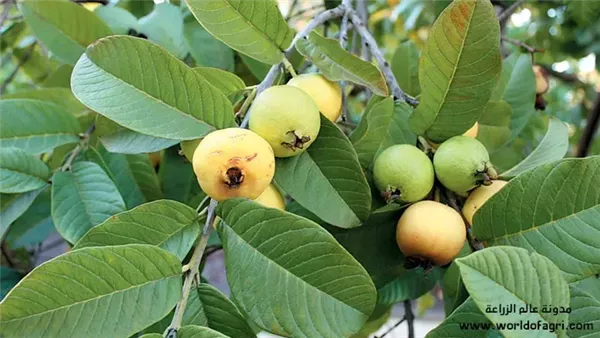 موقع أيام نيوز