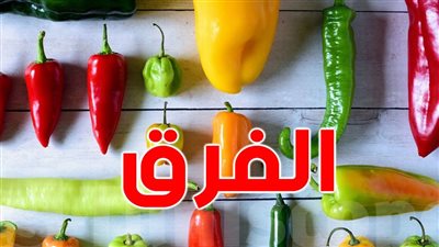 الفلفل الحلو : الأحمر والأخضر والبرتقالي