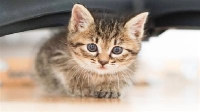أشياء تفعلها مع قطتك دون أن تدرك أنها تكرهها