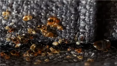 What Smells Do Bed Bugs Hate