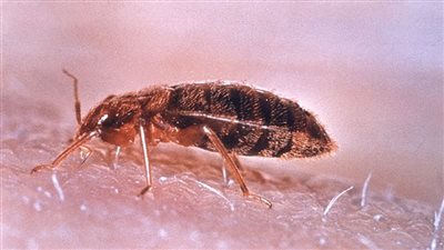How to Get Rid of Bed Bugs in Simple Steps
