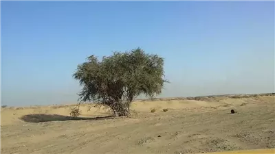 كل ما تريد معرفتة عن شجرة الغرقد