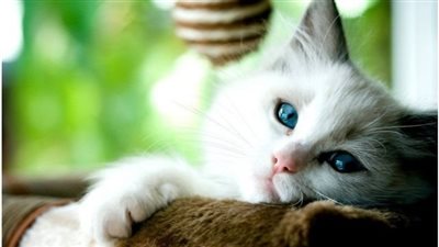 10 Amazing Facts About Cats You Won't Believe
