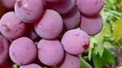 حبة عنب جعلته يفكر في آخرته