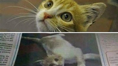 قصة القطه كايرو