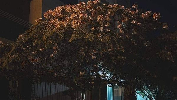 موقع أيام نيوز
