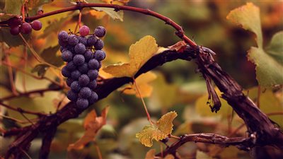 Grapes : A Natural Eye Care Supplement