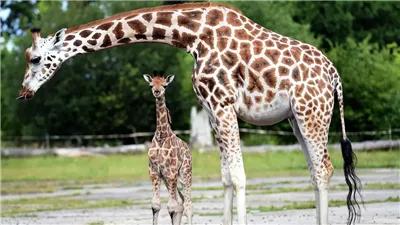 Giraffe Facts You May Not Know