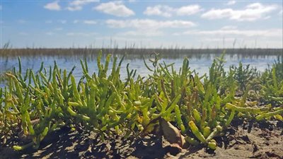 Sea fennel : Benefits and uses for skin care