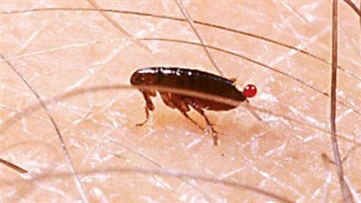 Bed Bugs vs. Fleas: Are They the Same Insect