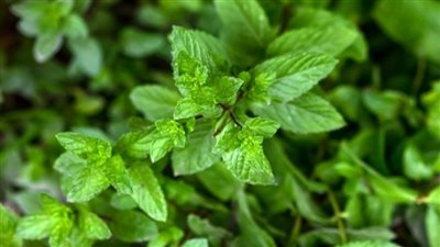 Peppermint : Nature's Trick to Cool Your Mouth