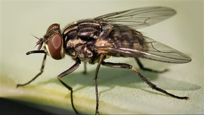 ذبابة العين : أسبابها وأعراضها وطرق علاجها