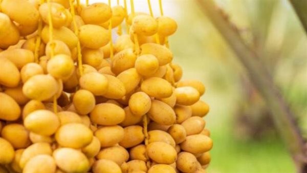 موقع أيام نيوز