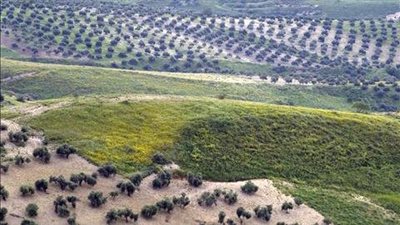 لواء الوسطية اربد