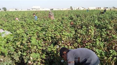 3150 طناً كمية القطن المسوقة.. وإدخال 300 هكتار لزراعته في ريف دمشق